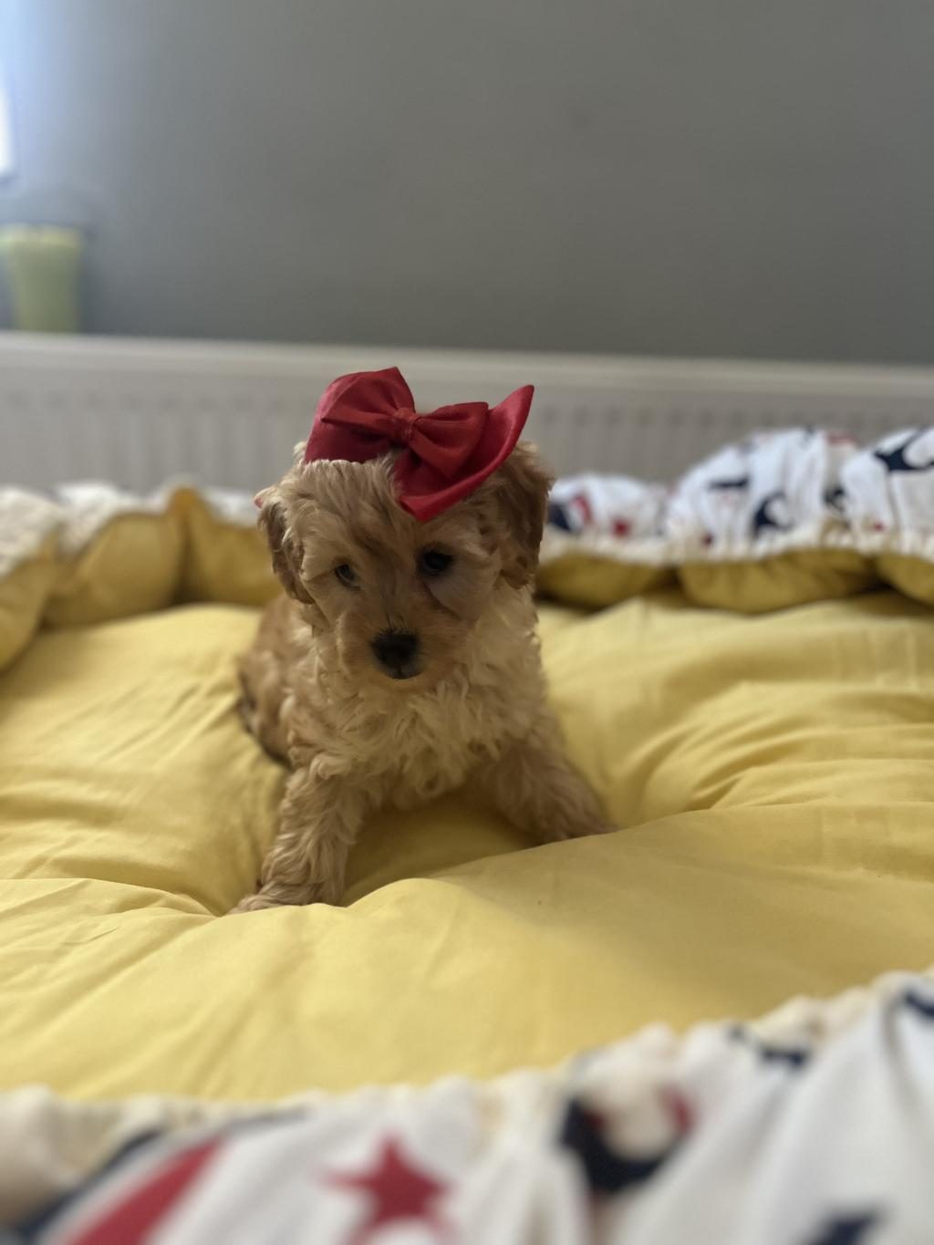 GÜZEL BEBEĞİMİZ MALTİPOO