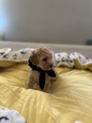 YAKIŞIKLI OĞLUMUZ MALTİPOO