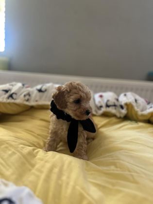 YAKIŞIKLI OĞLUMUZ MALTİPOO