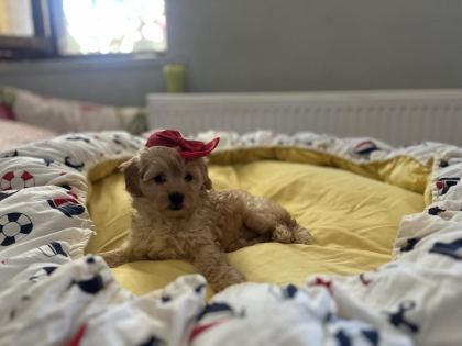 GÜZEL BEBEĞİMİZ MALTİPOO