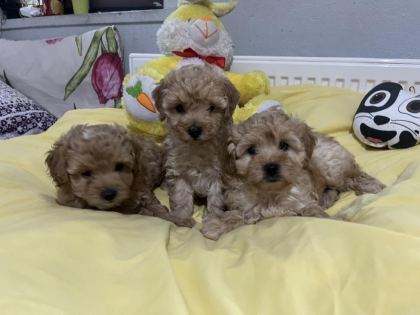 DİŞİ ERKEK POODLE BEBEKLERİM