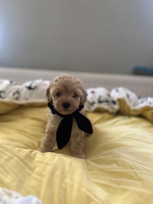 YAKIŞIKLI OĞLUMUZ MALTİPOO