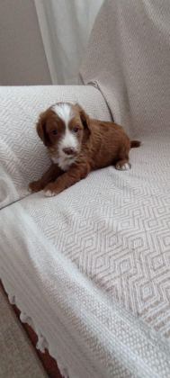 F2 MALTİPOO BİRADERLER