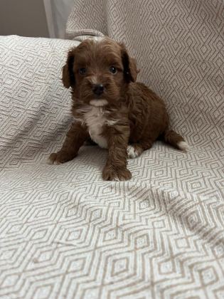 F2 MALTİPOO BİRADERLER