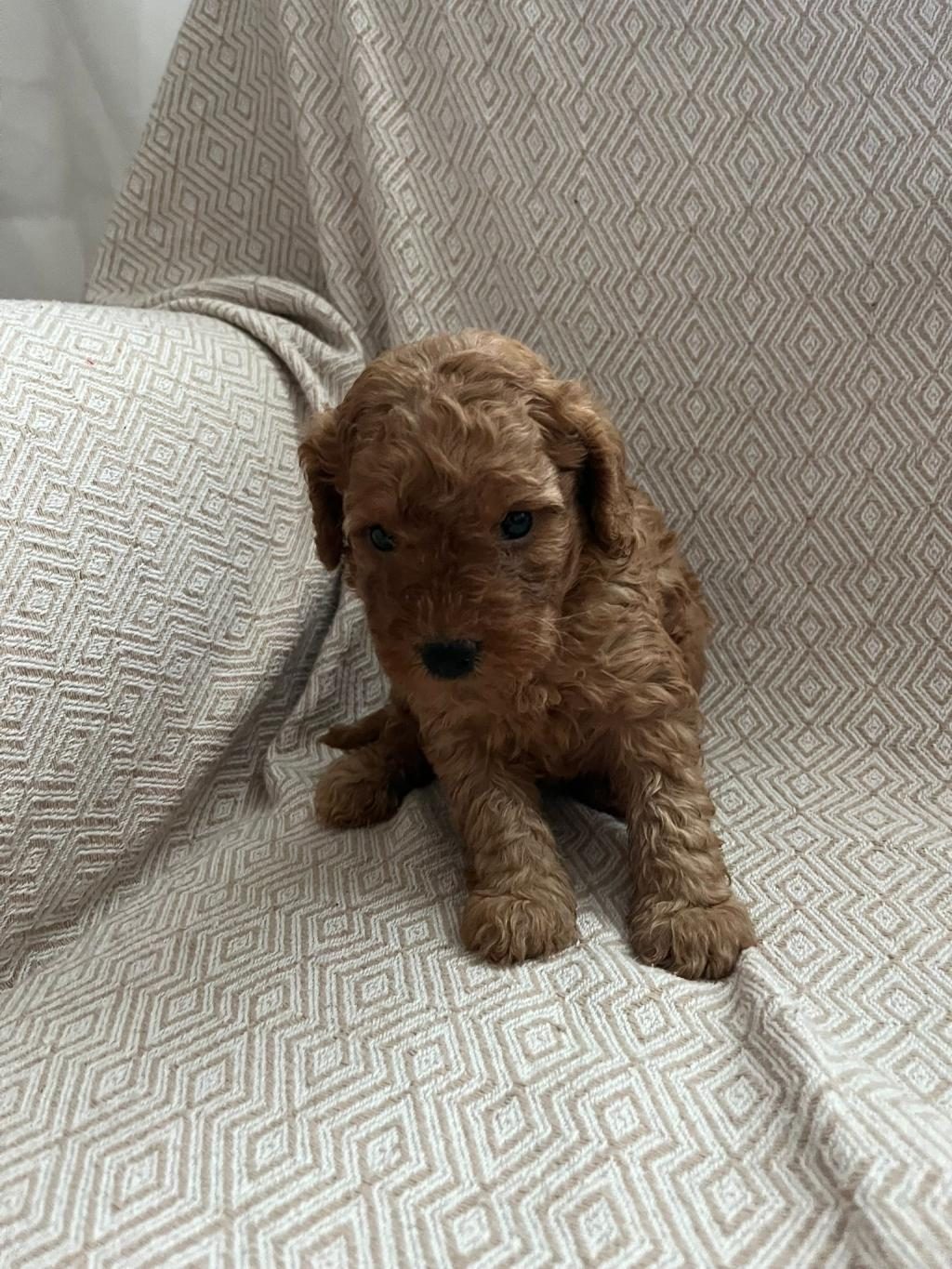 F2 MALTİPOO BİRADERLER