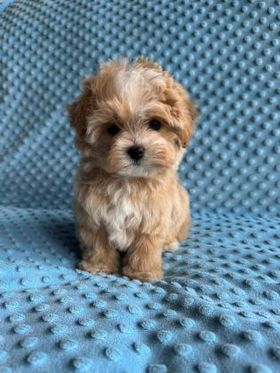 KOREAN MALTİPOO IRK GARANTİLİ
