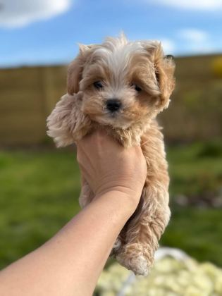 KOREAN MALTİPOO IRK GARANTİLİ