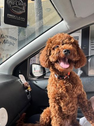 TOY POODLE 8 AYLIK DİŞİ