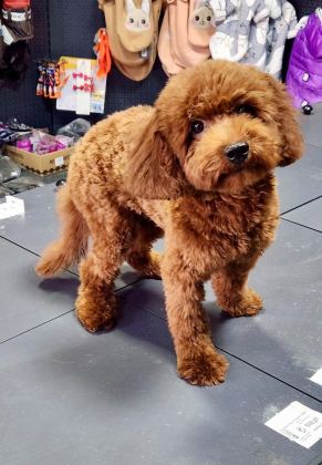 TOY POODLE 8 AYLIK DİŞİ