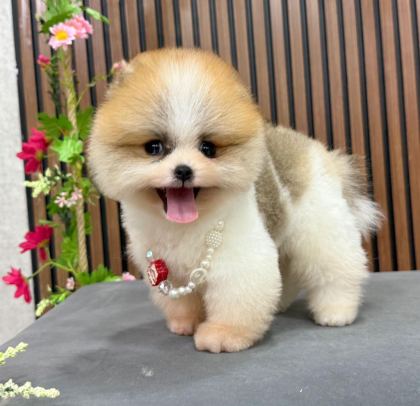 POMERANİAN IRK GARANTİLİ