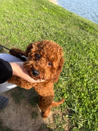 TOY POODLE 8 AYLIK DİŞİ