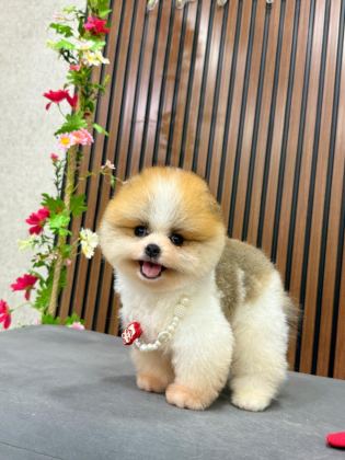POMERANİAN IRK GARANTİLİ