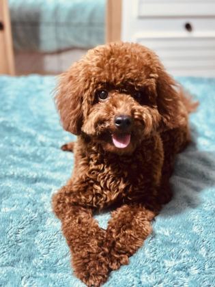 TOY POODLE 8 AYLIK DİŞİ