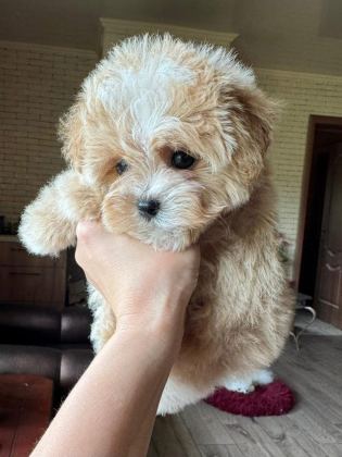 KOREAN MALTİPOO IRK GARANTİLİ