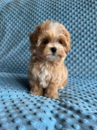 KOREAN MALTİPOO IRK GARANTİLİ