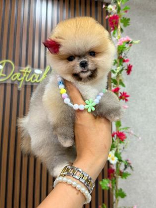 POMERANİAN IRK GARANTİLİ