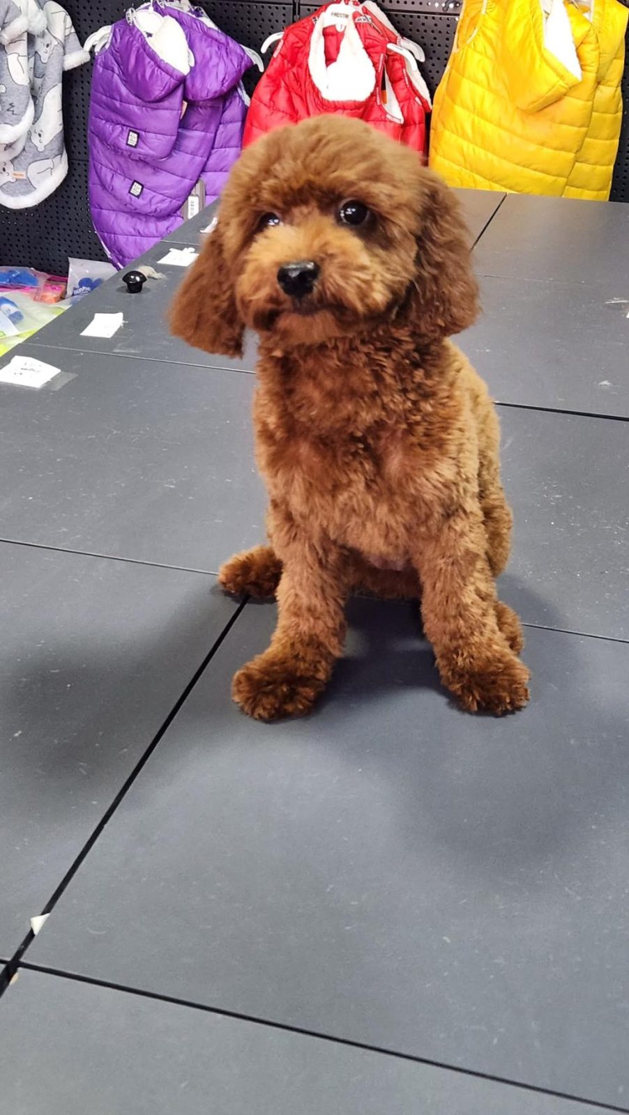 TOY POODLE 8 AYLIK DİŞİ