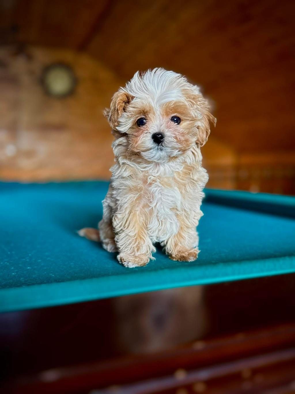 KOREAN MALTİPOO IRK GARANTİLİ