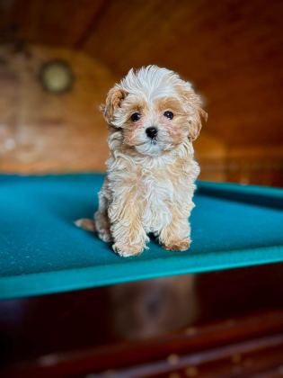 KOREAN MALTİPOO IRK GARANTİLİ