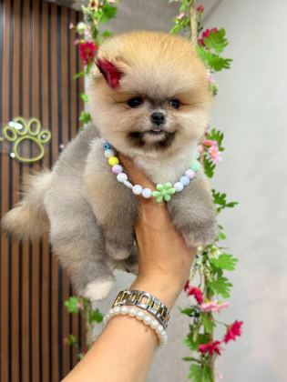 POMERANİAN IRK GARANTİLİ
