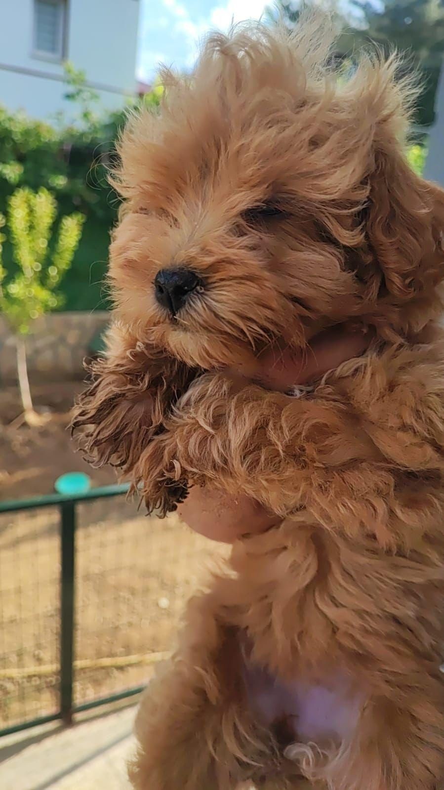 MALTİPOO YAVRUMUZ