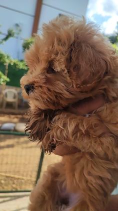 MALTİPOO YAVRUMUZ
