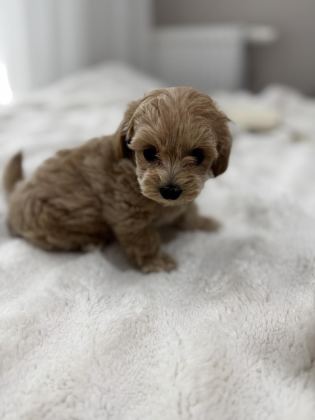 SIFIR NUMARA MALTİPOO