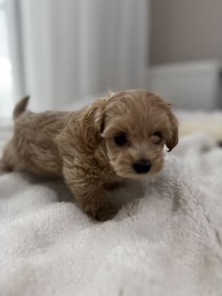 SIFIR NUMARA MALTİPOO