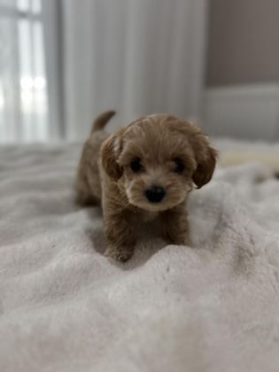 SIFIR NUMARA MALTİPOO