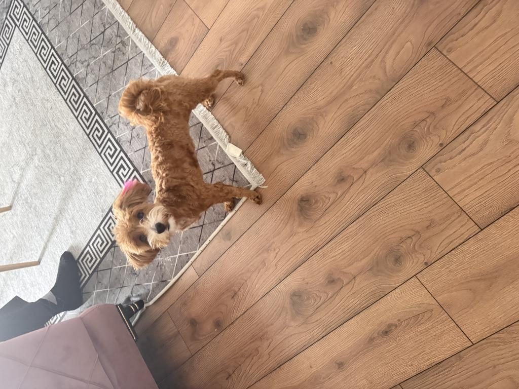 9 AYLIK MALTİPOO DİŞİ