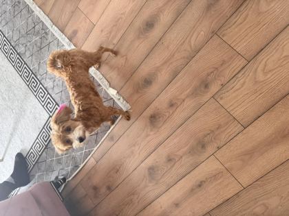 9 AYLIK MALTİPOO DİŞİ
