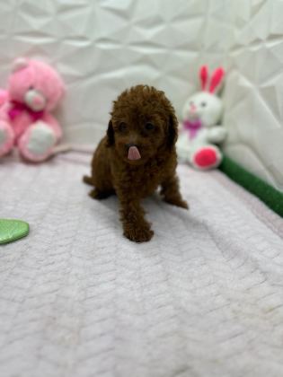 YAVRU POODLE IRK GARANTİLİ