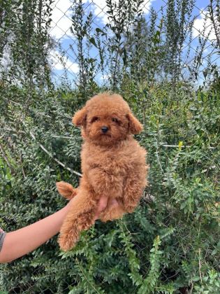 YAVRU POODLE IRK GARANTİLİ