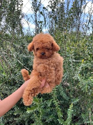 YAVRU POODLE IRK GARANTİLİ