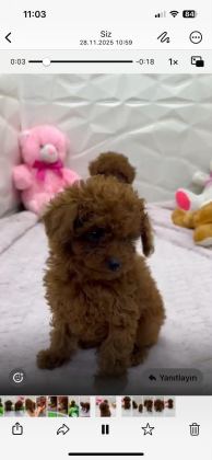 YAVRU POODLE IRK GARANTİLİ