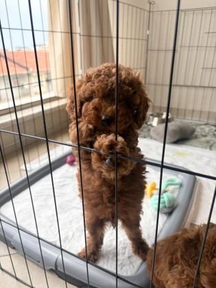 2 AYLIK TOY POODLE