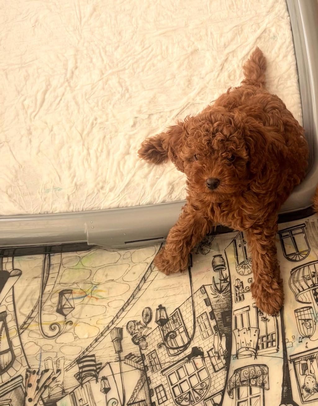 2 AYLIK TOY POODLE