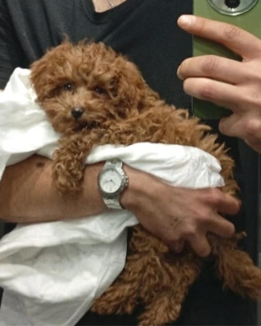 TEACUP POODLE KENDİ YAVRUM