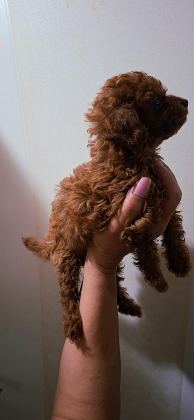 KOYU KIZIL (RED BROWN) KORE TOY POODLE YAVRULAR FIRSAT