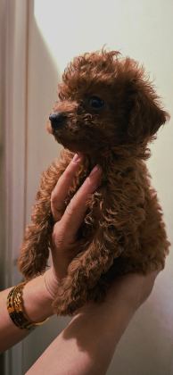 KOYU KIZIL (RED BROWN) KORE TOY POODLE YAVRULAR FIRSAT
