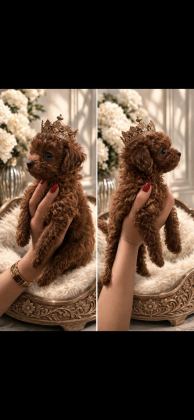 KOYU KIZIL (RED BROWN) KORE TOY POODLE YAVRULAR FIRSAT