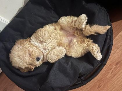 DİŞİ TOY POODLE YENİ YUVA ARIYORUZ