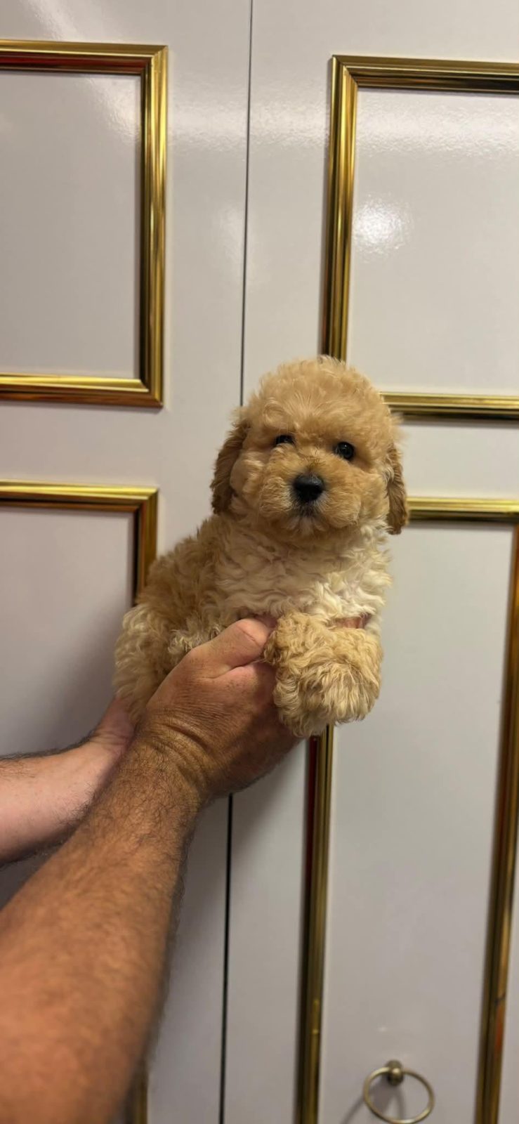 DİŞİ TOY POODLE YENİ YUVA ARIYORUZ