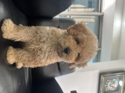 DİŞİ TOY POODLE YENİ YUVA ARIYORUZ