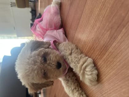 DİŞİ TOY POODLE YENİ YUVA ARIYORUZ
