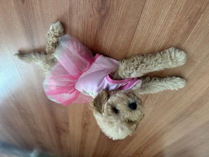 DİŞİ TOY POODLE YENİ YUVA ARIYORUZ