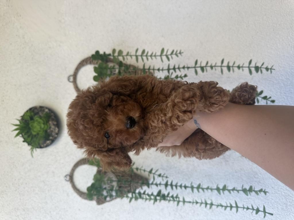 2 AYLIK TOY POODLE BEBEKLER