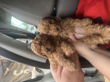 2 AYLIK TOY POODLE BEBEKLER