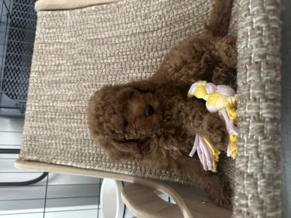 2 AYLIK TOY POODLE BEBEKLER
