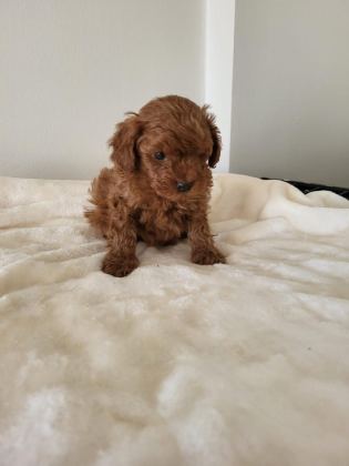 RED BROWN TOY POODLE ERKEK